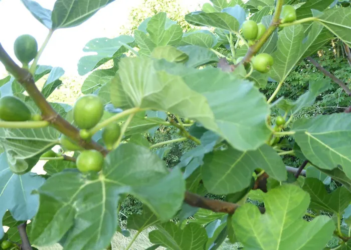 Hohe Flum Отель 3*